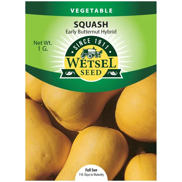 Wetsels Packet Seeds Squash, Early Butternut Hybrid 1 Gram
