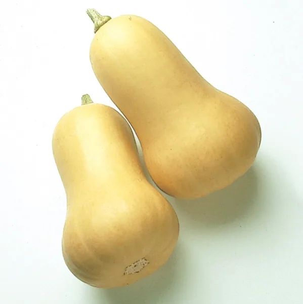Seminis Vegetable Seeds Squash, Early Butternut Hybrid 500 Seed Count