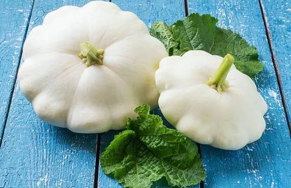 Squash, Early White Bush 50 lbs - Image 2