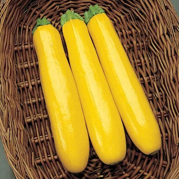 Squash, Gold Rush Hybrid 100 Seed Count - Image 2