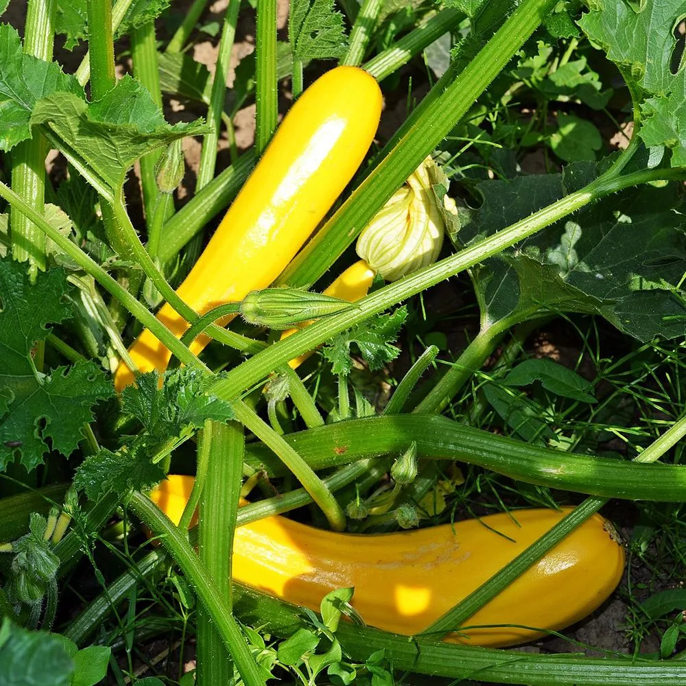 Squash, Straightneck 50 lbs - Image 2