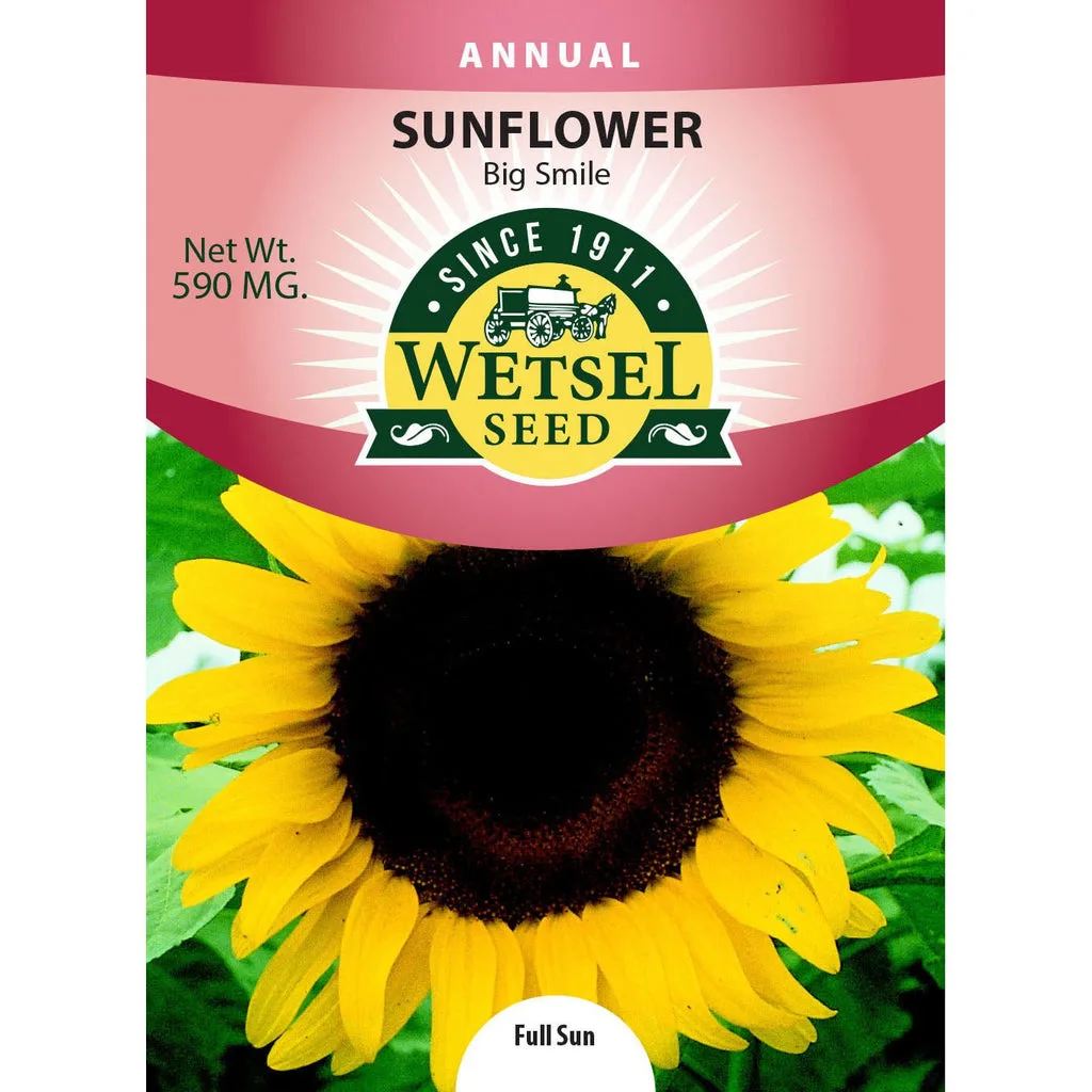 Sunflower, Big Smile 590mg - Image 2