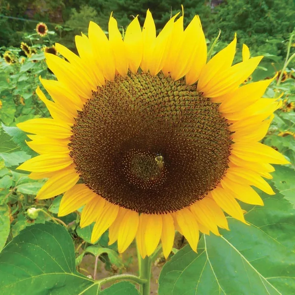 Sunflower, Russian Mammoth 1