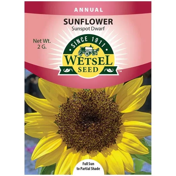 Sunflower, Sunspot Dwarf 2 Grams - Image 2