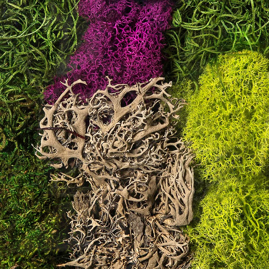 SuperMoss SuperMoss Moss Mix