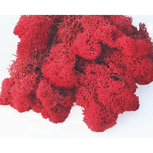 SuperMoss SuperMoss Preserved Reindeer Moss