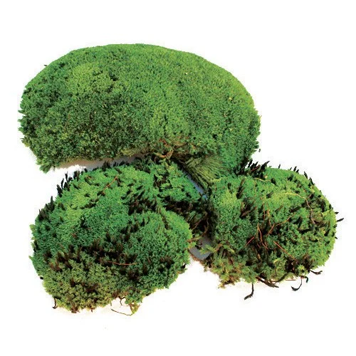 SuperMoss SuperMoss Royal Pool Moss Preserved