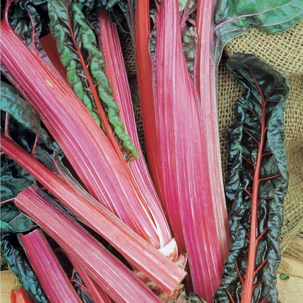 Swiss Chard, Red 1