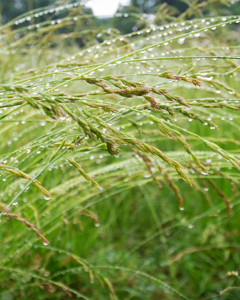 Tall Fescue, Kentucky 31 25 lbs