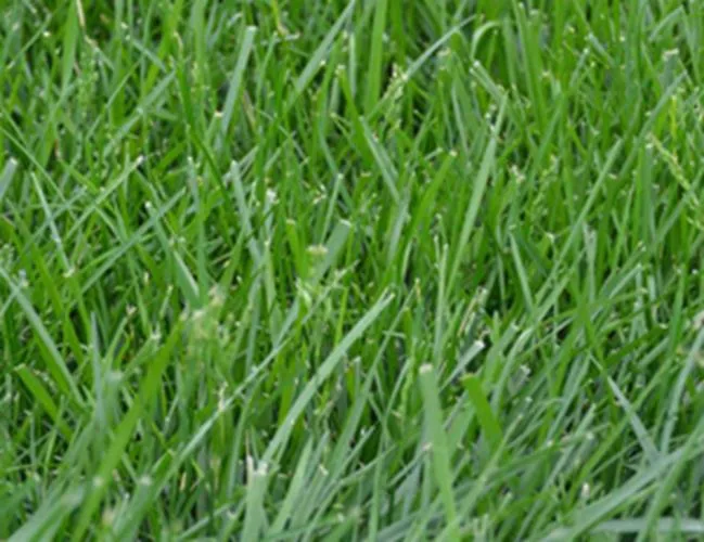 Tall Fescue, Kentucky 31 5 lbs - Image 2