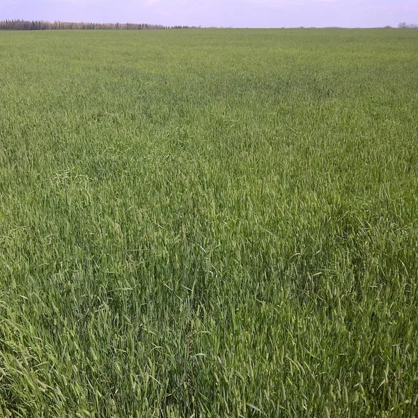 Brett Young Seeds Timothy, Promesse 50 lbs