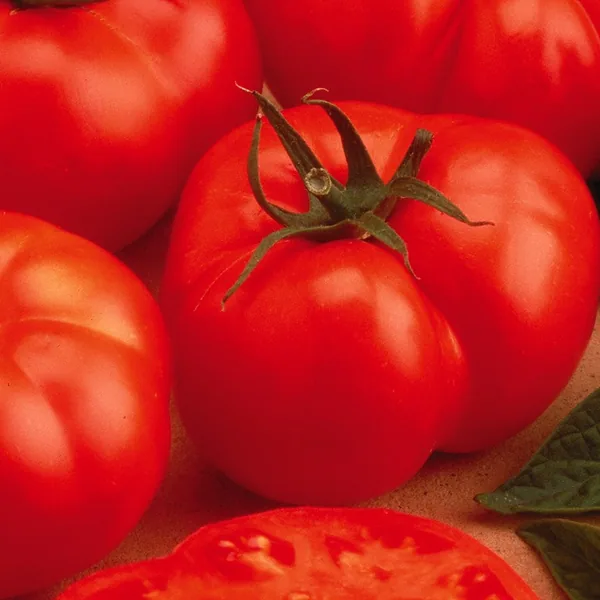 Seminis Vegetable Seeds Tomato, Beefmaster Treated 1000 Seed Count