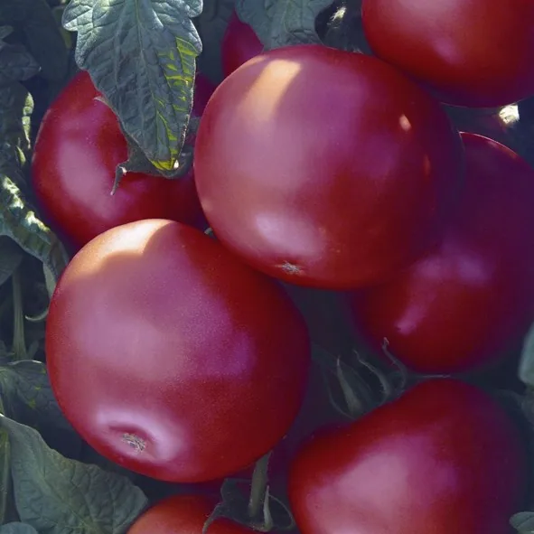 Seminis Vegetable Seeds Tomato, Biltmore Treated 100 Seed Count
