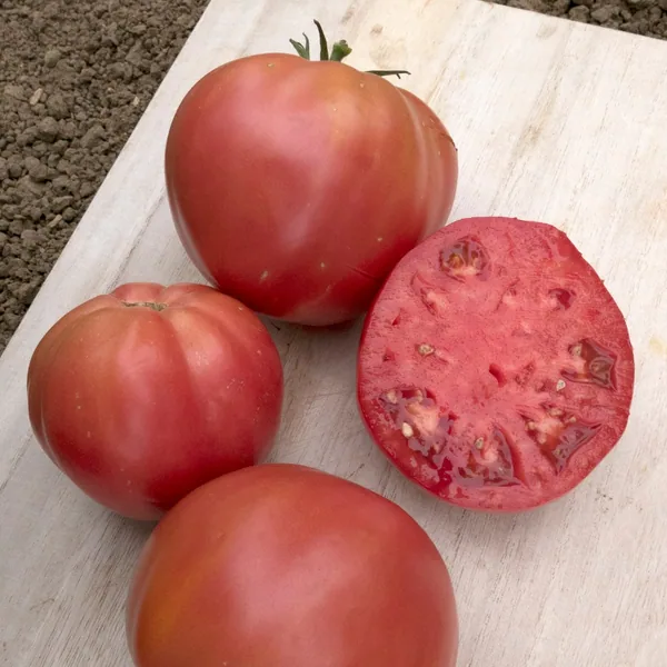 Tomato, Brandywine Pink Potato Leaf 100 Seed Count