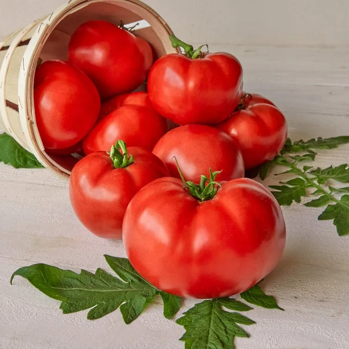 Tomato, Burpees Big Boy Treated 1000 Seed Count - Image 2