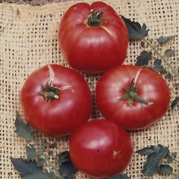 Tomato, German Johnson 100 Seed Count