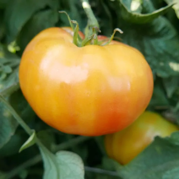 Tomato, Hillbilly Potato Leaf 1000 Seed Count