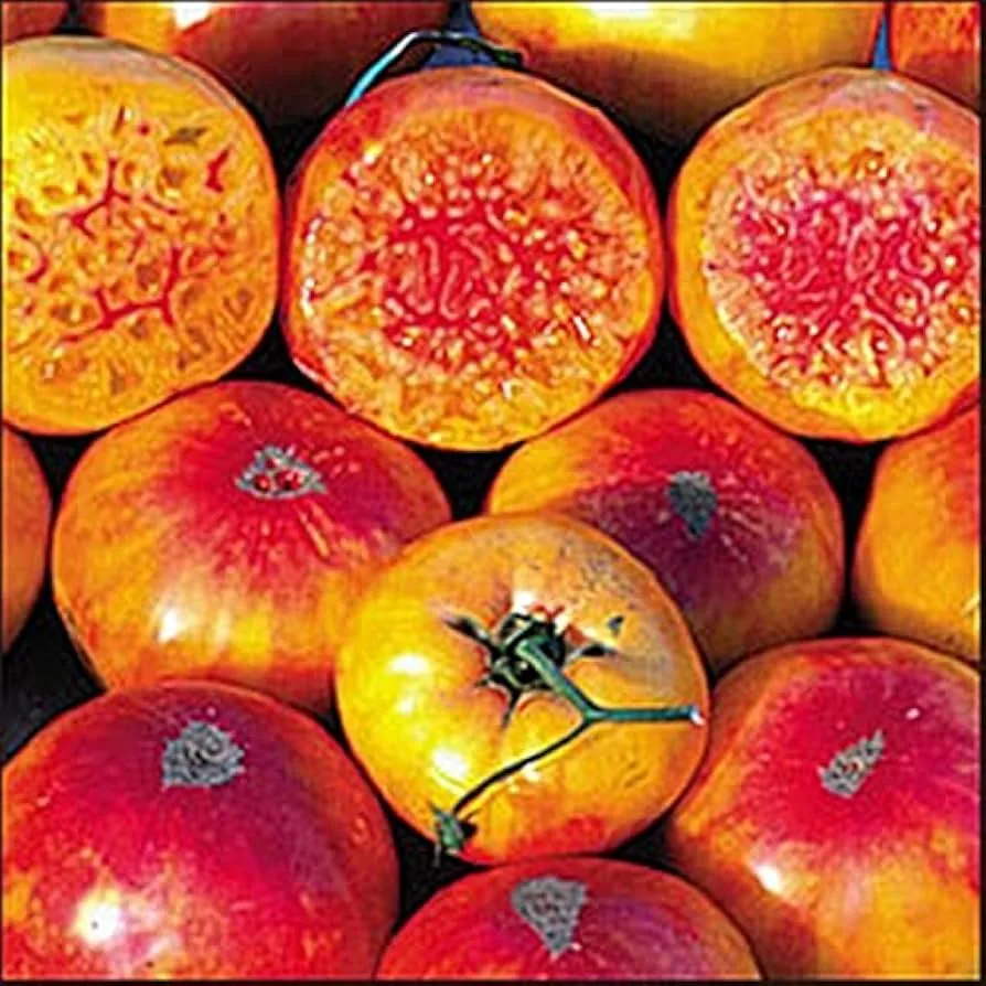 Tomato, Hillbilly Potato Leaf 500 Seed Count - Image 2