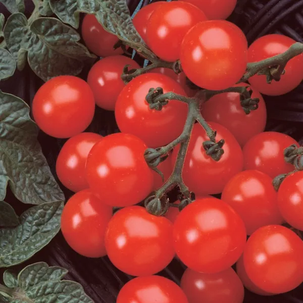 Tomato, Husky Cherry Red 500 Seed Count