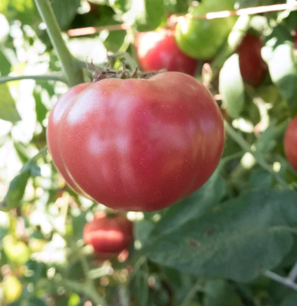 Tomato, Oxheart Red 100 Seed Count