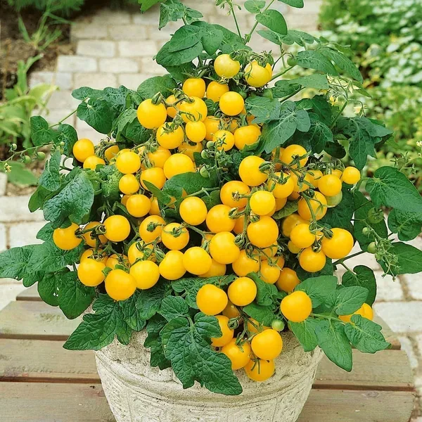 Tomato, Patio Choice Yellow 100 Seed Count - Image 2