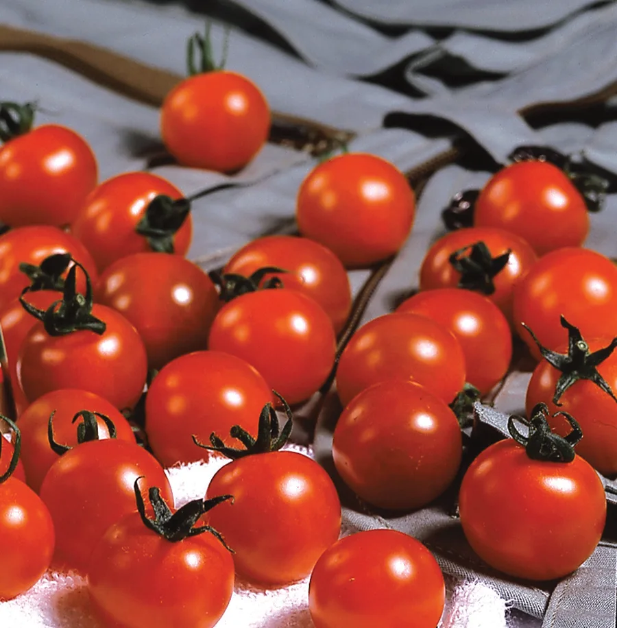 Tomato, Sweet Million Treated 10,000 Seed Count - Image 2
