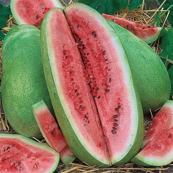 Watermelon, Charleston Grey 1/2 - Image 2