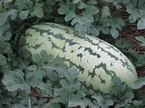 Watermelon Jubilee 50 lbs - Image 2