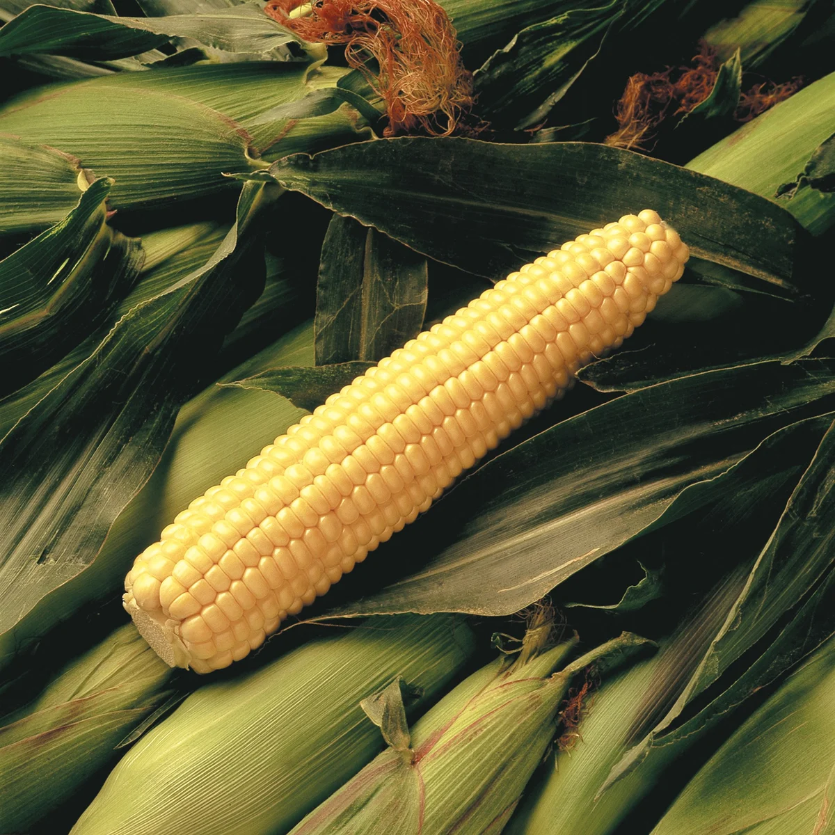 Sun Gro Wetsel Seed Early Sunglow Hybrid Sweet Corn