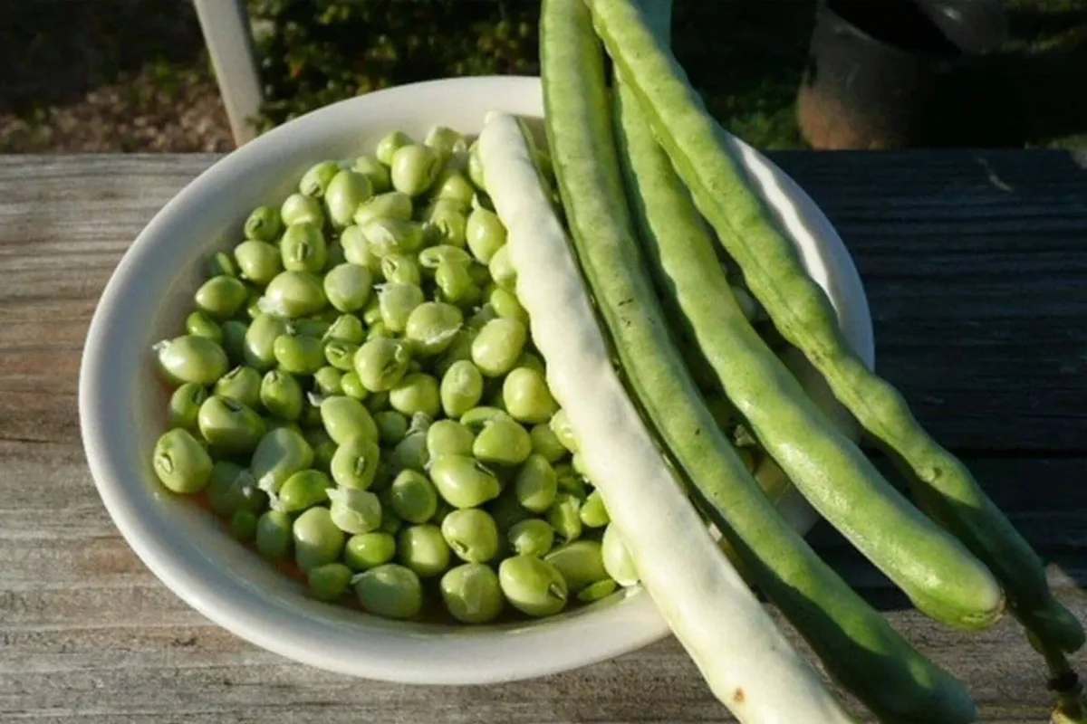 Zipper Cream Peas 50 lbs - Image 2